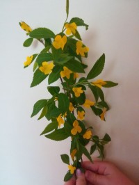 Gazka jaminowca Aleksandra Kusek